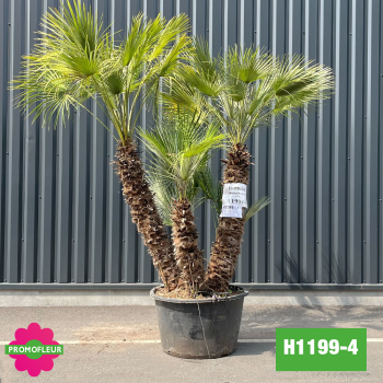 Palmier Nain Chamaerops Humilis Multi-troncs - Hauteur 210 cm (H1199-4) - Promofleur (comparatif taille) 2