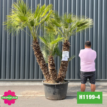 Palmier Nain Chamaerops Humilis Multi-troncs - Hauteur 210 cm (H1199-4) - Promofleur (comparatif taille)