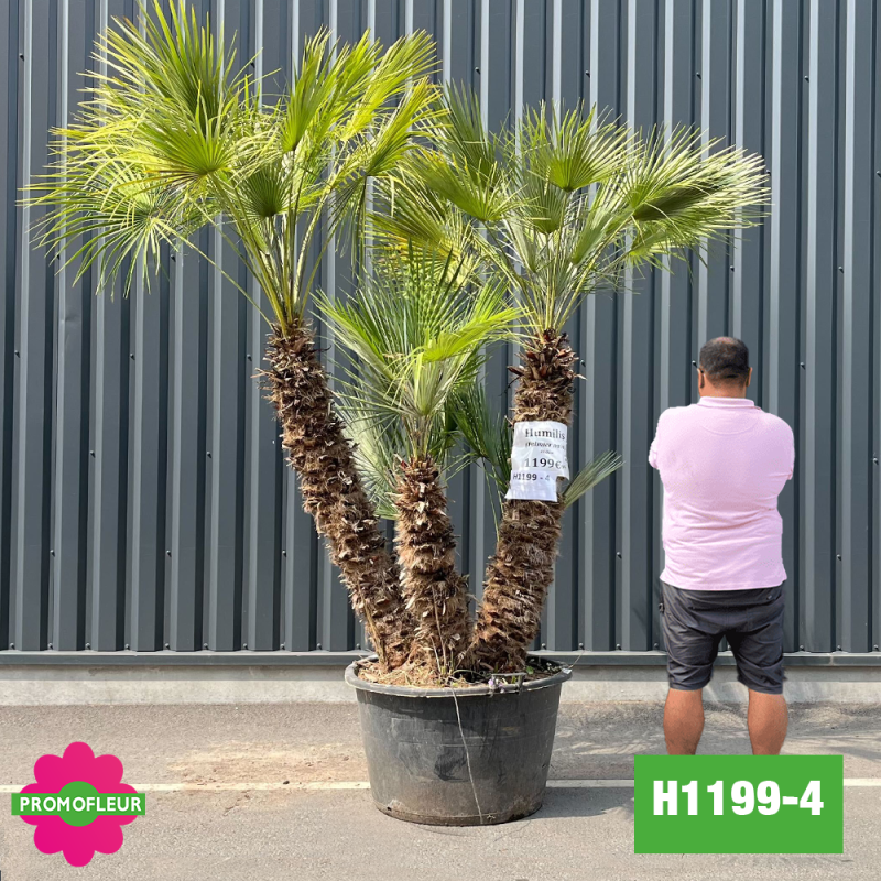 Palmier Nain Chamaerops Humilis Multi-troncs - Hauteur 210 cm (H1199-4) - Promofleur (comparatif taille)