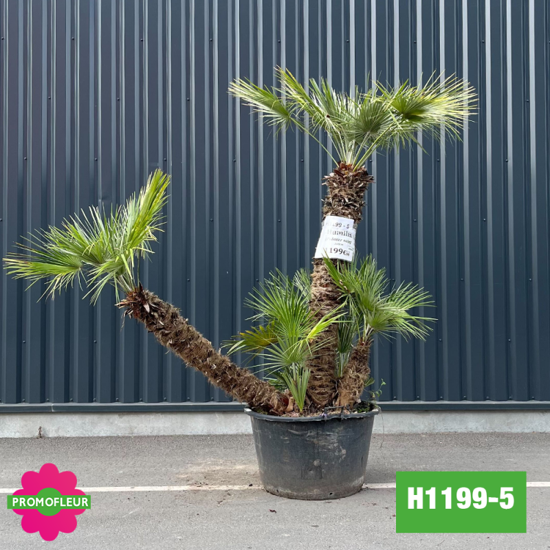 Palmier Nain Chamaerops Humilis Multi-troncs - Hauteur 200 cm (H1199-5) - Promofleur