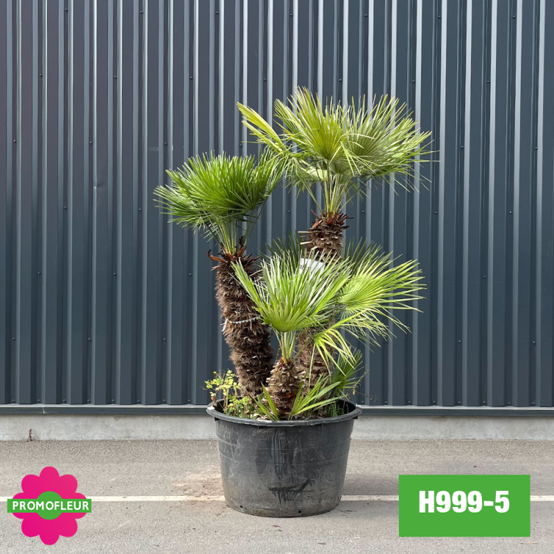 Palmier Nain Chamaerops Humilis Multi-troncs - Hauteur 170 cm (H999-5) - Promofleur