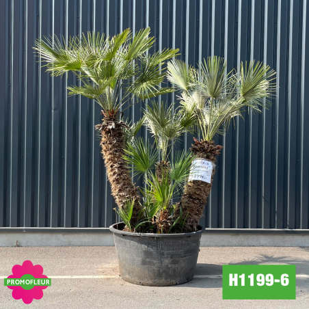 Palmier Nain Chamaerops Humilis Multi-troncs - Hauteur 200 cm (H1199-6) - Promofleur