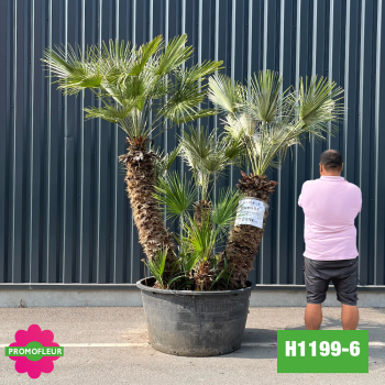 Palmier Nain Chamaerops Humilis Multi-troncs - Hauteur 200 cm (H1199-6) - Promofleur (comparatif taille)
