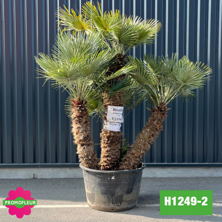 Palmier Nain Chamaerops Humilis Multi-troncs - Hauteur 210 cm (H1249-2) - Promofleur