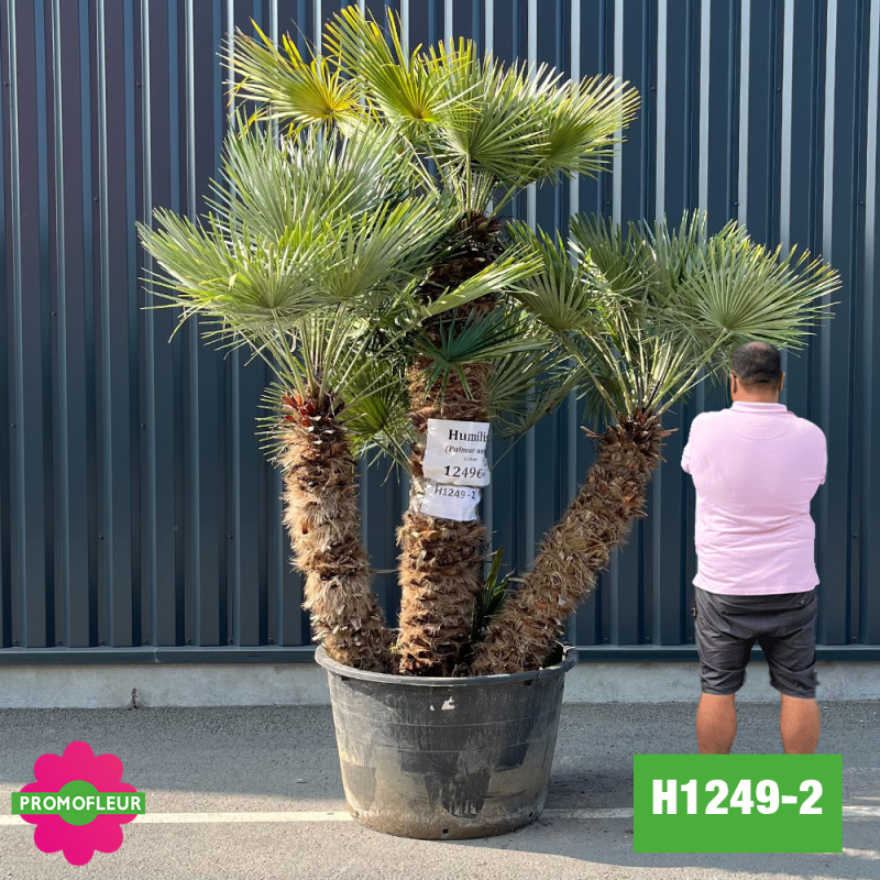 Palmier Nain Chamaerops Humilis Multi-troncs - Hauteur 210 cm (H1249-2) - Promofleur (comparatif taille)