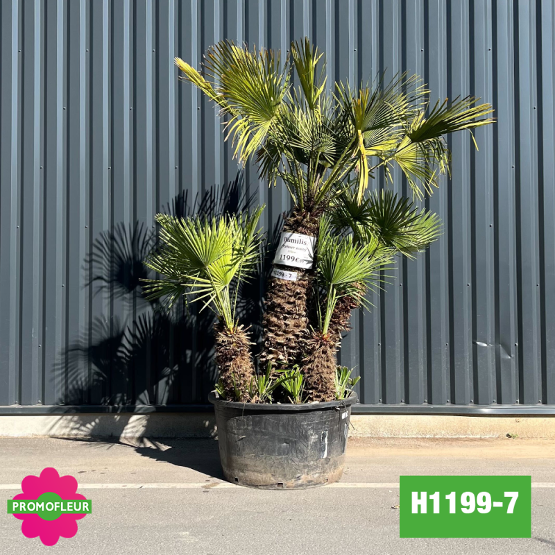 Palmier Nain Chamaerops Humilis Multi-troncs - Hauteur 200 cm (H1199-7)