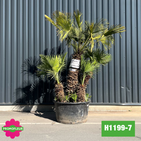 Palmier Nain Chamaerops Humilis Multi-troncs - Hauteur 200 cm (H1199-7)