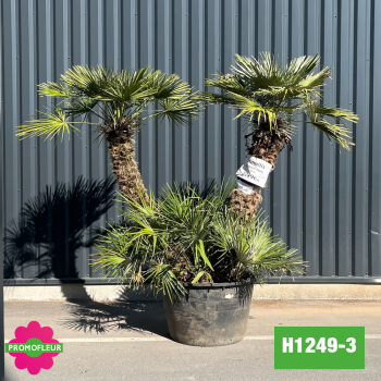 Palmier Nain Chamaerops Humilis Multi-troncs - Hauteur 170 cm (H1249-3) - Promofleur