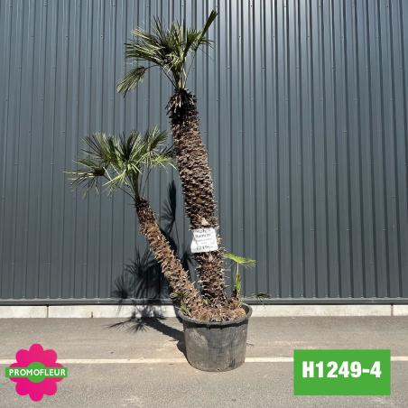 Palmier Nain Chamaerops Humilis Multi-troncs - Hauteur 250 cm (H1249-4) - Promofleur