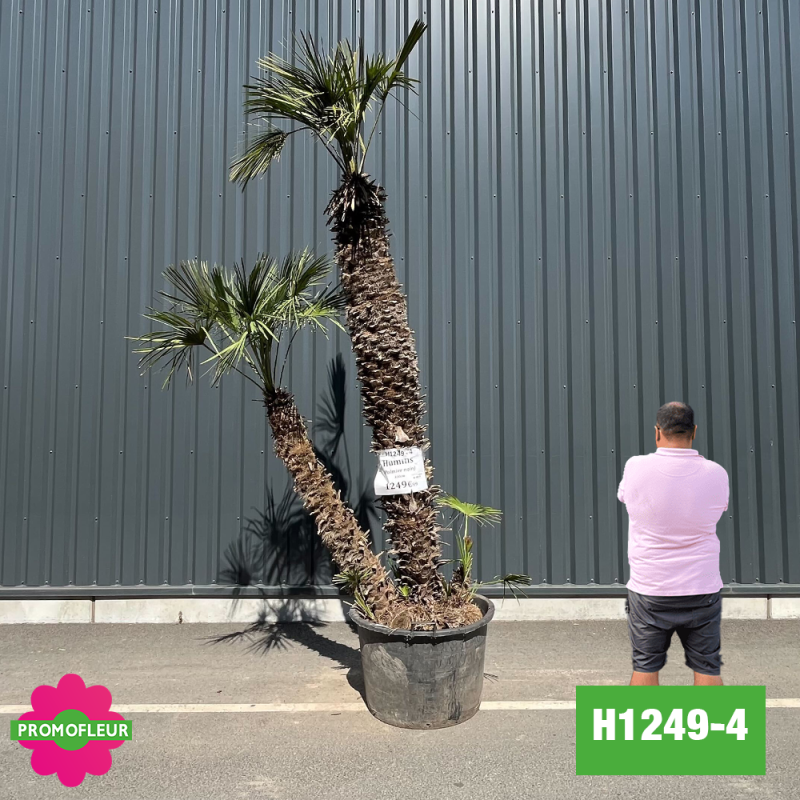 Palmier Nain Chamaerops Humilis Multi-troncs - Hauteur 250 cm (H1249-4) - Promofleur (comparatif taille)