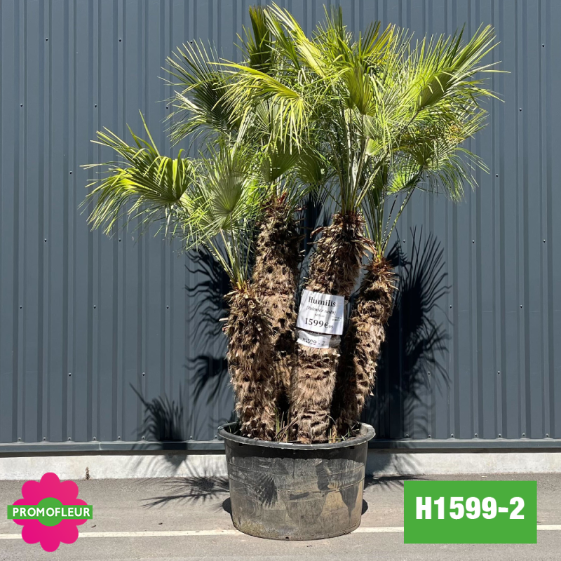 Palmier Nain Chamaerops Humilis Multi-troncs - Hauteur 200 cm (H1599-2) - Promofleur