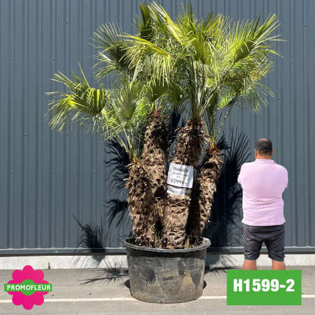 Palmier Nain Chamaerops Humilis Multi-troncs - Hauteur 200 cm (H1599-2) - Promofleur (comparatif taille)