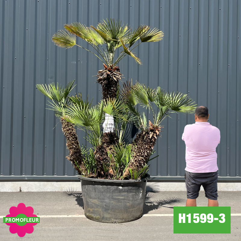 Palmier Nain Chamaerops Humilis Multi-troncs - Hauteur 200 cm (H1599-3) - Promofleur (comparatif taille)