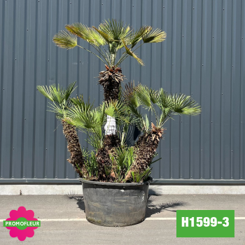 Palmier Nain Chamaerops Humilis Multi-troncs - Hauteur 200 cm (H1599-3) - Promofleur
