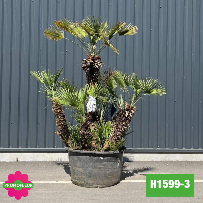 Palmier Nain Chamaerops Humilis Multi-troncs - Hauteur 200 cm (H1599-3) - Promofleur