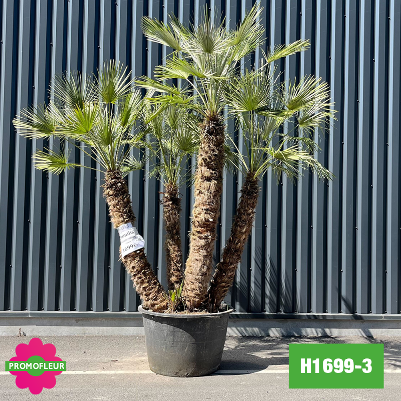 Palmier Nain Chamaerops Humilis Multi-troncs - Hauteur 250 cm (H1699-3) - Promofleur