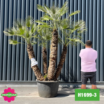 Palmier Nain Chamaerops Humilis Multi-troncs - Hauteur 250 cm (H1699-3) - Promofleur 2