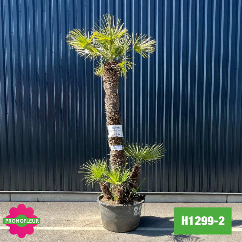 Palmier Nain Chamaerops Humilis Multi-troncs - Hauteur 300 cm (H1299-2) - Promofleur