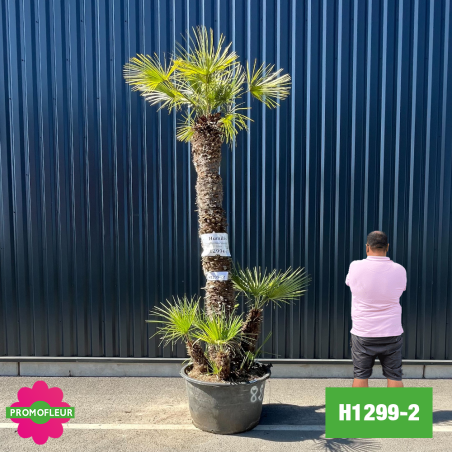 Palmier Nain Chamaerops Humilis Multi-troncs - Hauteur 300 cm (H1299-2) - Promofleur (comparatif taille)