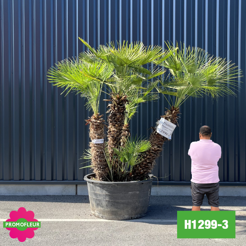 Palmier Nain Chamaerops Humilis Multi-troncs - Hauteur 180 cm (H1299-3) - Promofleur (comparatif taille)