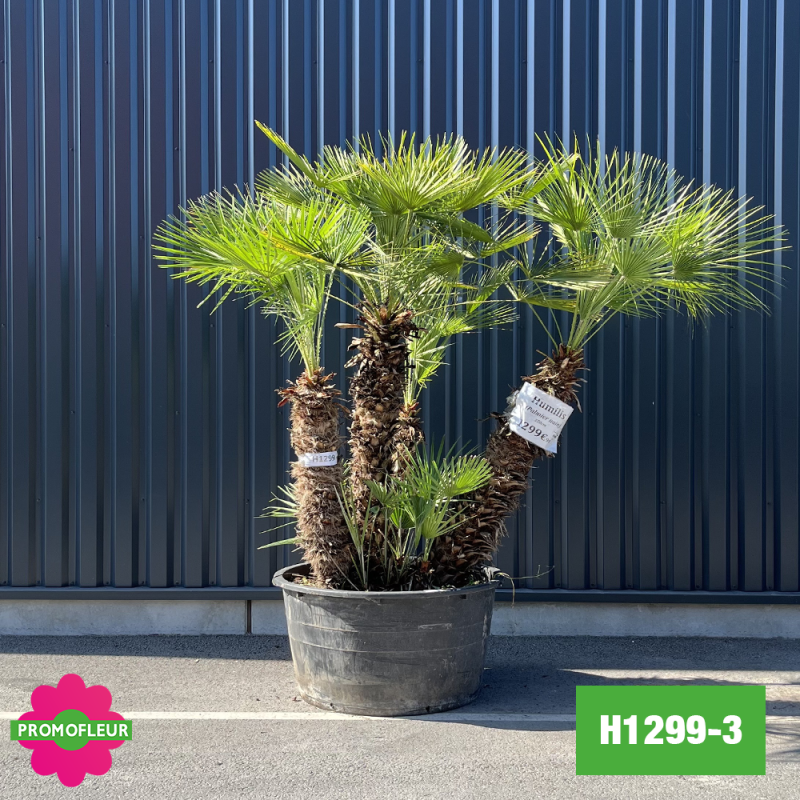 Palmier Nain Chamaerops Humilis Multi-troncs - Hauteur 180 cm (H1299-3) - Promofleur