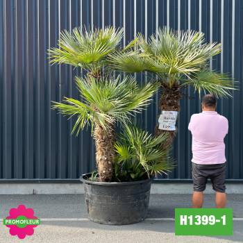 Palmier Nain Chamaerops Humilis Multi-troncs - Hauteur 200 cm (H1399-1) - Promofleur 2