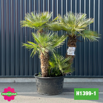 Palmier Nain Chamaerops Humilis Multi-troncs - Hauteur 200 cm (H1399-1) - Promofleur