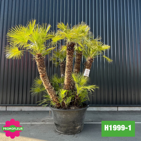 Palmier Nain Chamaerops Humilis Multi-troncs - Hauteur 220 cm avec pot (H200/2)