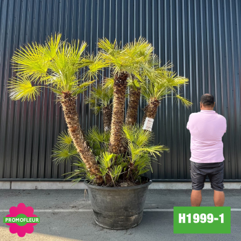 Palmier Nain Chamaerops Humilis Multi-troncs - Hauteur 220 cm avec pot (H200/2) 2