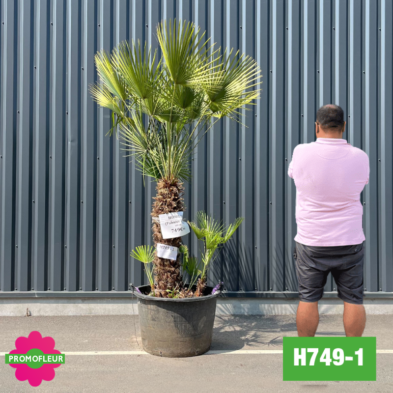 Palmier Nain Chamaerops Humilis Multi-troncs - Hauteur 170 cm (H749-1) - Promofleur (comparatif taille)