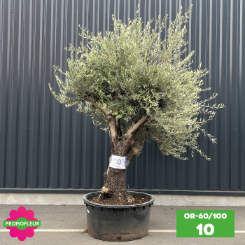 Olivier 60 - 100 ans ramifié Hauteur 200 cm - Promofleur (OR-60/100 - 10)