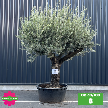 Olivier 60 - 100 ans ramifié Hauteur 200 cm - Promofleur (OR-60/100 - 8)