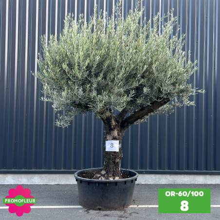 Olivier 60 - 100 ans ramifié Hauteur 200 cm - Promofleur (OR-60/100 - 8)