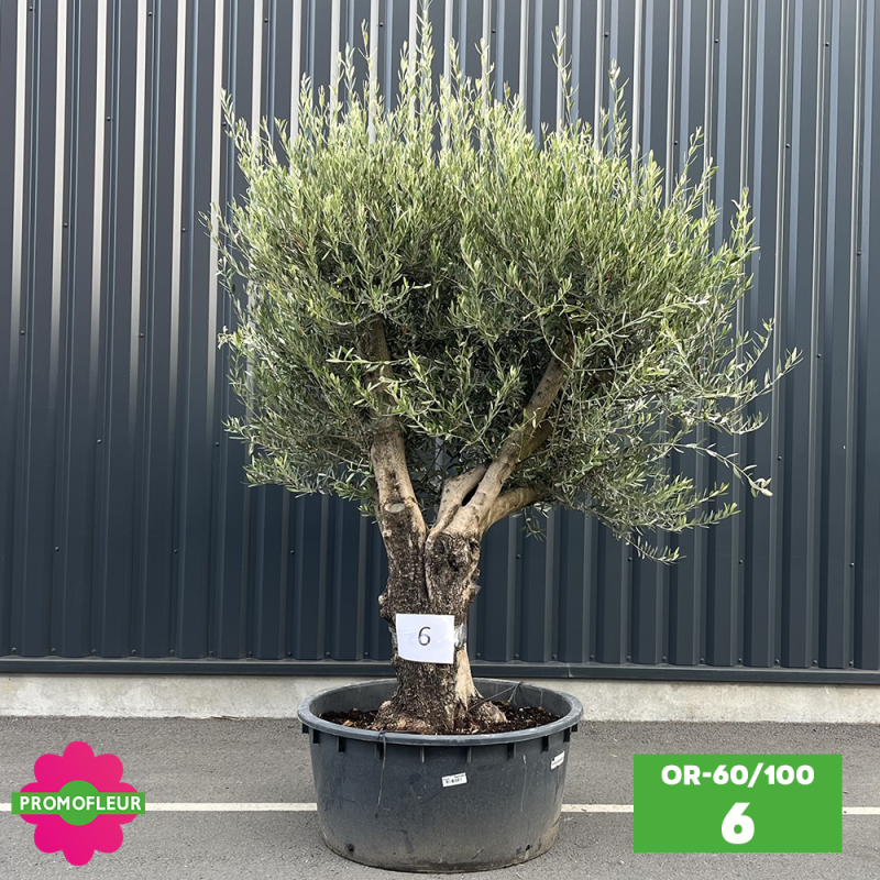 Olivier 60 - 100 ans ramifié Hauteur 200 cm - Promofleur (OR-60/100 - 6)