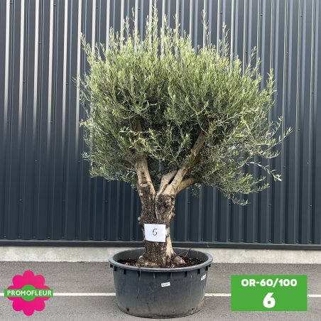 Olivier 60 - 100 ans ramifié Hauteur 200 cm - Promofleur (OR-60/100 - 6)