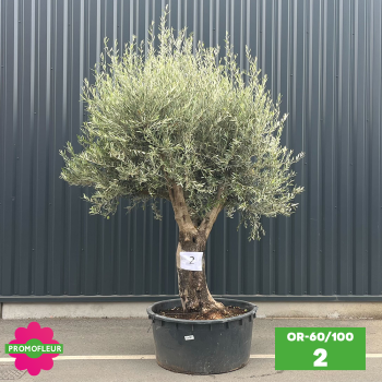 Olivier 60 - 100 ans ramifié Hauteur 200 cm - Promofleur (OR-60/100 - 2)