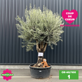 Ensemble d'Oliviers 60 - 100 ans ramifié Hauteur 200 cm - Promofleur 2