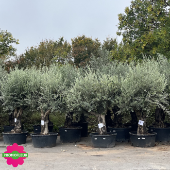 Ensemble d'Oliviers 60 - 100 ans ramifié Hauteur 200 cm - Promofleur