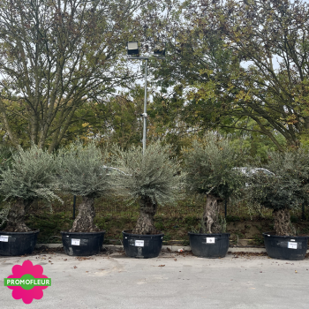 Parc d'oliviers centenaires 120/160 ans - Promofleur Champagne-sur-Oise (1)
