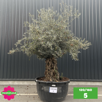 Olivier Centenaire 120 - 160 ans - Promofleur - Choix 5