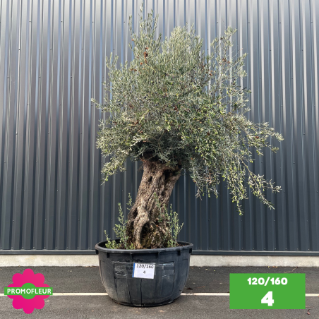 Olivier Centenaire 120 - 160 ans - Promofleur - Choix 4