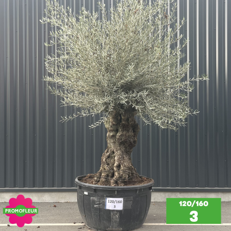 Olivier Centenaire 120 - 160 ans - Promofleur - Choix 3