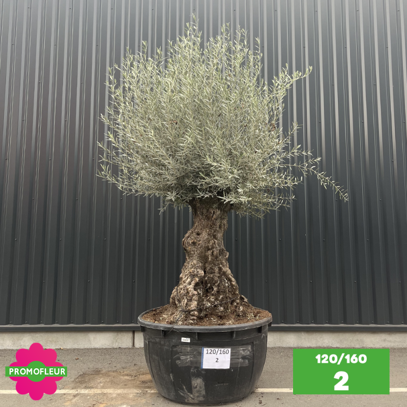 Olivier Centenaire 120 - 160 ans - Promofleur - Choix 2