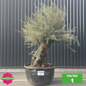 Olivier Centenaire 120 - 160 ans - Promofleur - Choix 1