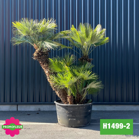Palmier Nain Chamaerops Humilis Multi-troncs - Hauteur 200 cm (H1499-2) - Promofleur