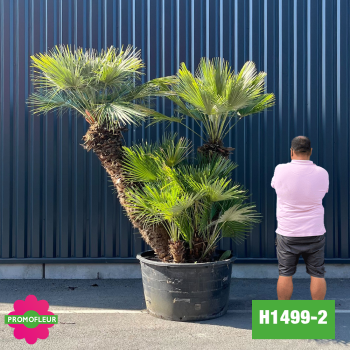 Palmier Nain Chamaerops Humilis Multi-troncs - Hauteur 200 cm (H1499-2) - Promofleur 2