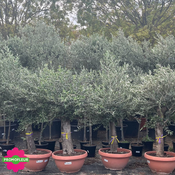 Olivier tige Hauteur 130/150 cm pot tarrina - Promofleur Champagne-sur-Oise