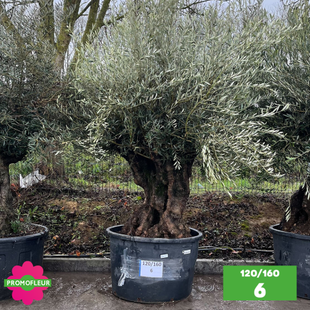 Olivier Centenaire 120 - 160 ans - Promofleur - Choix 6