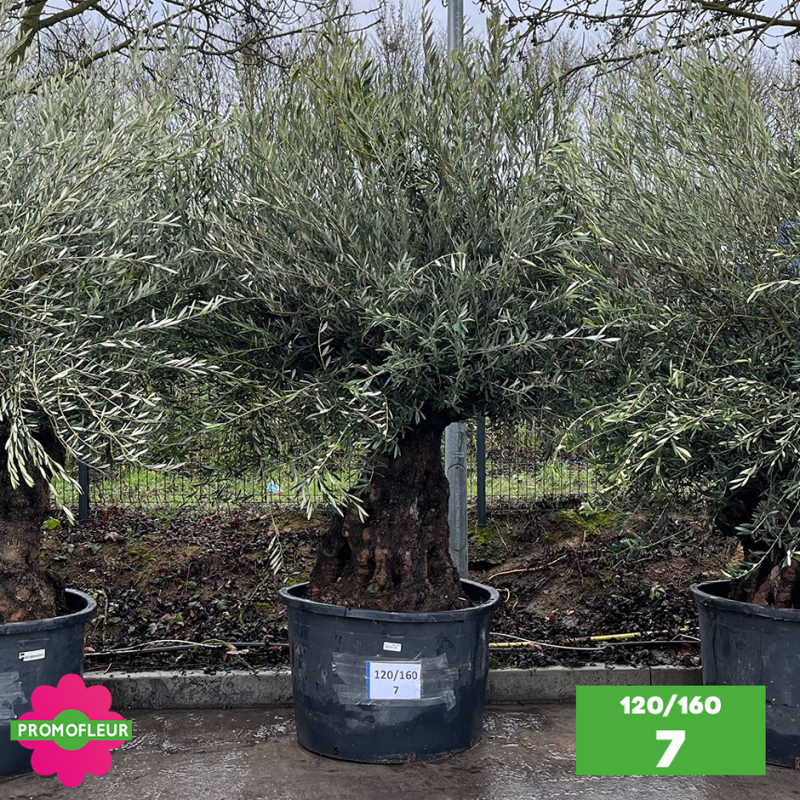 Olivier Centenaire 120 - 160 ans - Promofleur - Choix 7