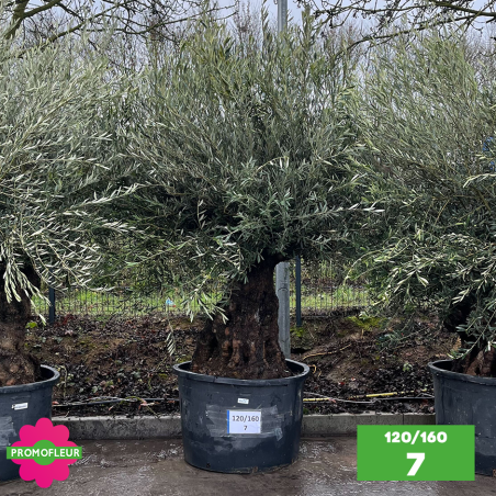 Olivier Centenaire 120 - 160 ans - Promofleur - Choix 7